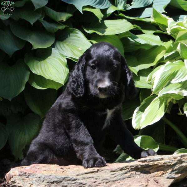 Baxter, Irish Doodle Puppy
